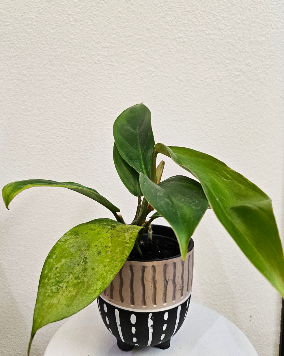 Philodendron baudoense Rare 4&quot; Plant