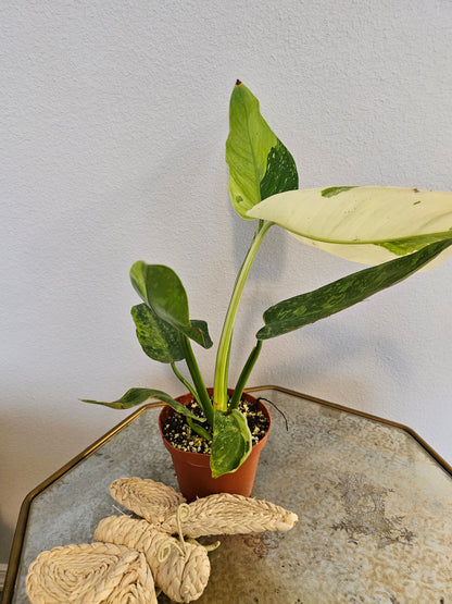 Elevate your space with the rare Philodendron &