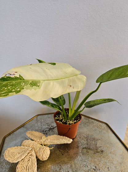 Elevate your space with the rare Philodendron &