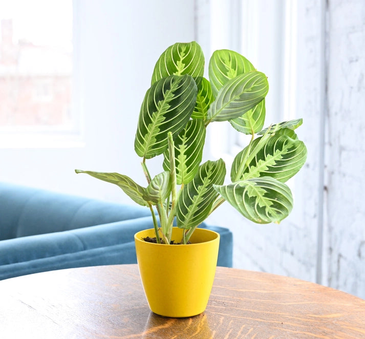 Lemon Lime 3&quot; Prayer Plant (Maranta leuconeura &