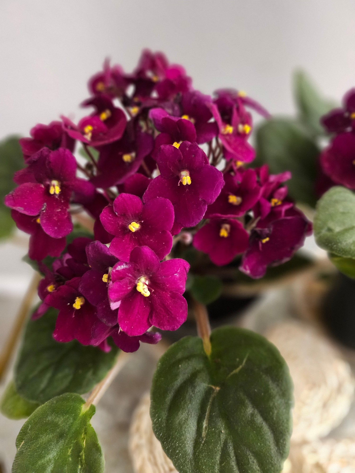 African Violets are elegant, low-maintenance houseplants with velvety leaves and vibrant blooms in purple, pink, or white. Perfect for small spaces, they thrive in bright, indirect light and moderate humidity. Pet-safe and easy to care for, these charming plants bloom year-round with minimal effort.