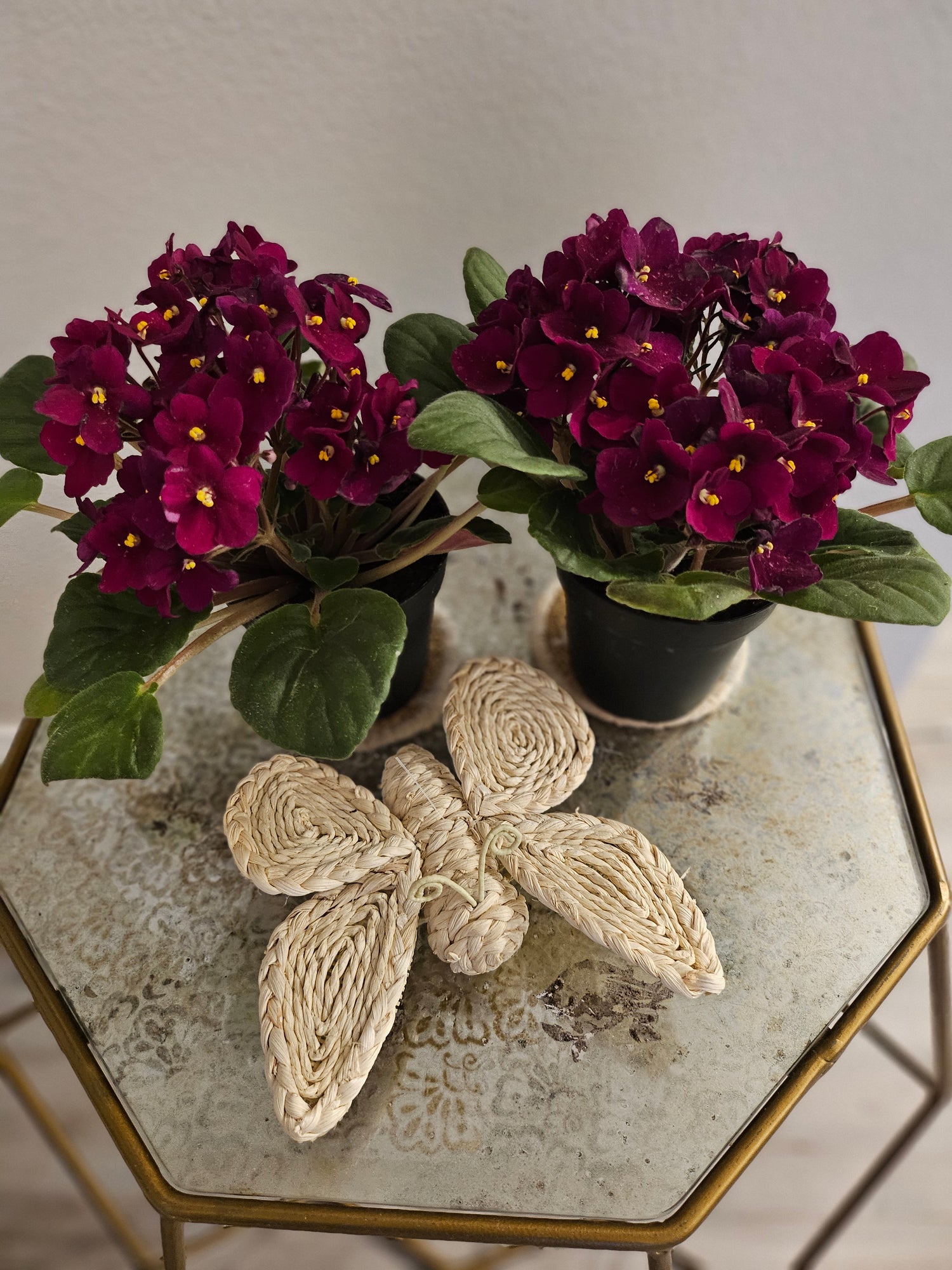 African Violets are elegant, low-maintenance houseplants with velvety leaves and vibrant blooms in purple, pink, or white. Perfect for small spaces, they thrive in bright, indirect light and moderate humidity. Pet-safe and easy to care for, these charming plants bloom year-round with minimal effort.