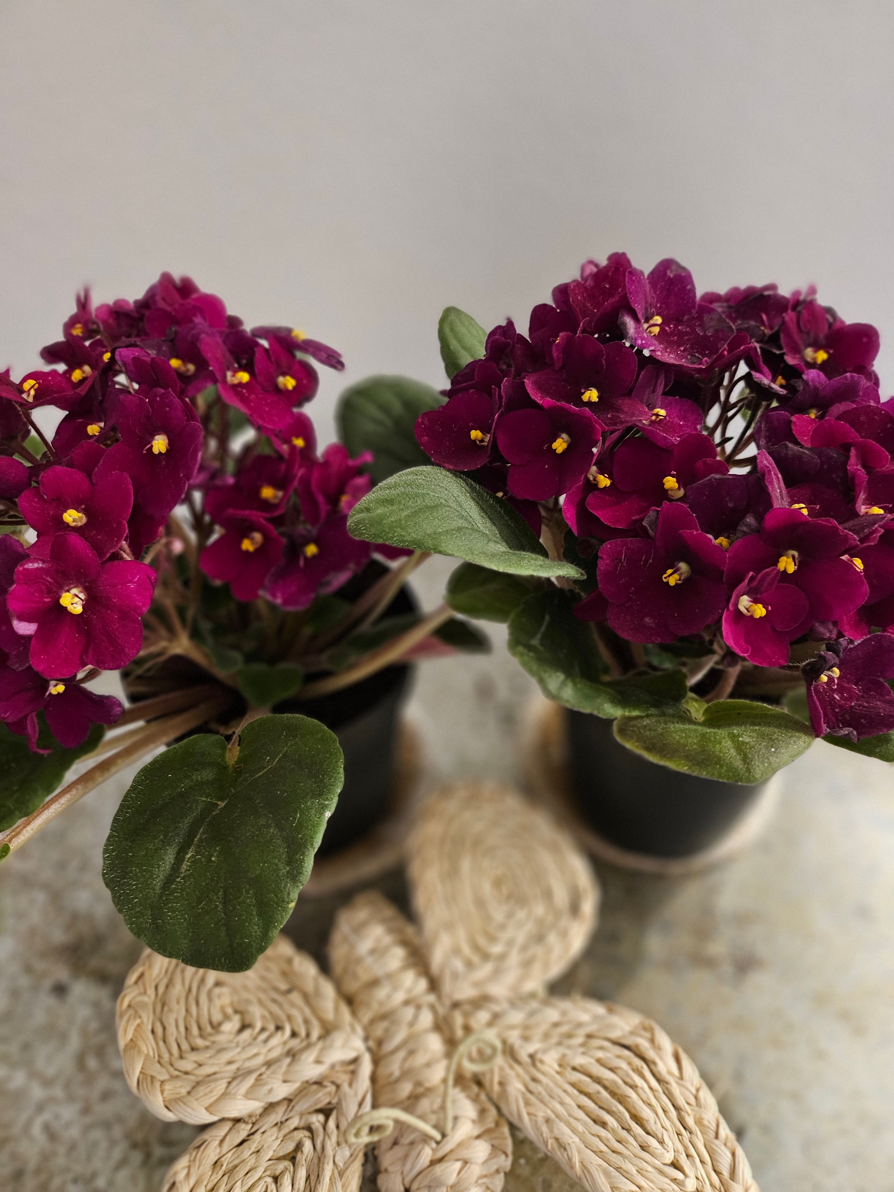 African Violets are elegant, low-maintenance houseplants with velvety leaves and vibrant blooms in purple, pink, or white. Perfect for small spaces, they thrive in bright, indirect light and moderate humidity. Pet-safe and easy to care for, these charming plants bloom year-round with minimal effort.