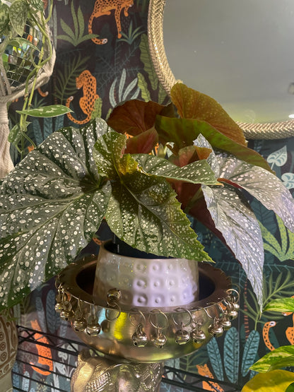 The Angel Wing Begonia (Begonia coccinea) is a tropical beauty with glossy, wing-shaped leaves adorned with silver speckles and blooms in pink to red hues. Thriving in bright, indirect light with moderate care, it’s perfect for adding elegance and vibrant charm to any indoor space. Toxic to pets