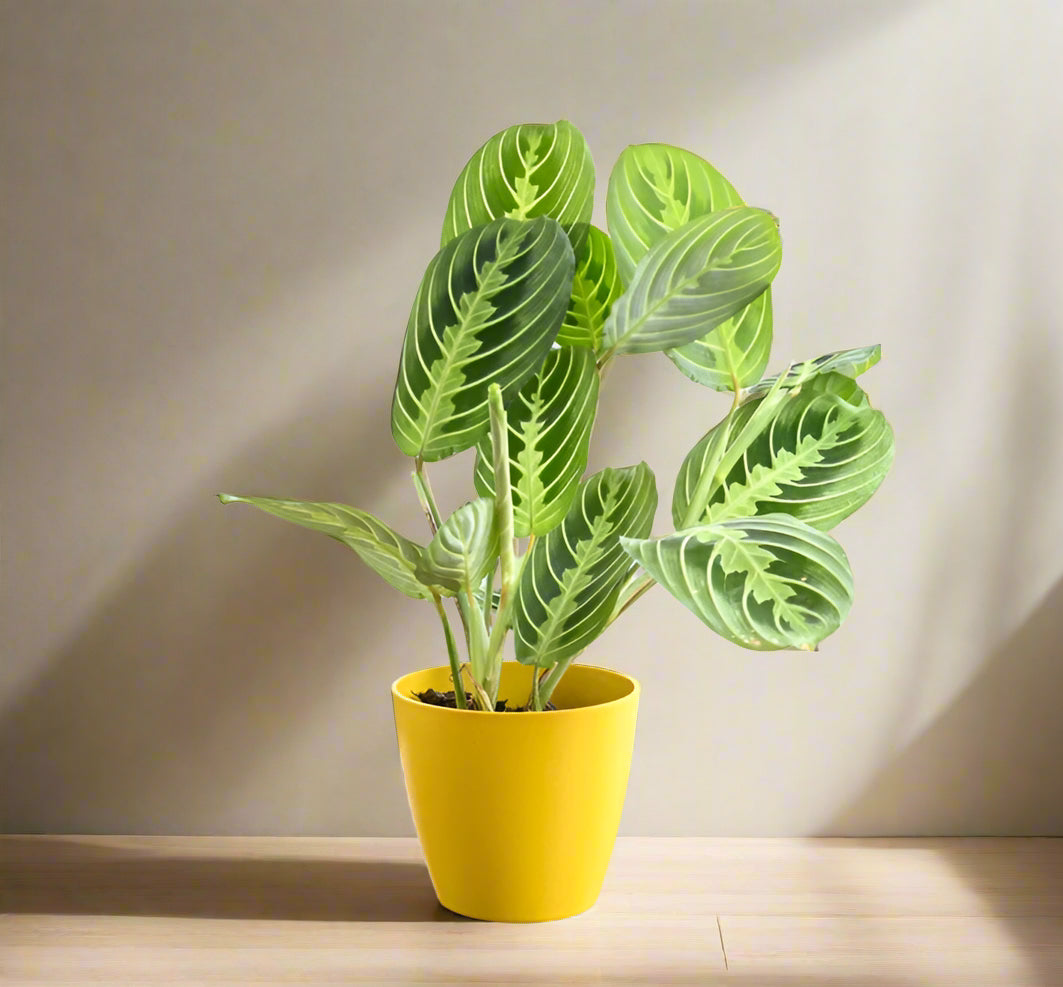 The Lemon Lime Prayer Plant features vibrant lime-green striped leaves that fold at night. Pet-safe and easy to care for, it thrives in medium to bright indirect light and loves humidity. Perfect for hanging baskets, this chill, trailing plant adds tropical charm to any space with minimal effort.