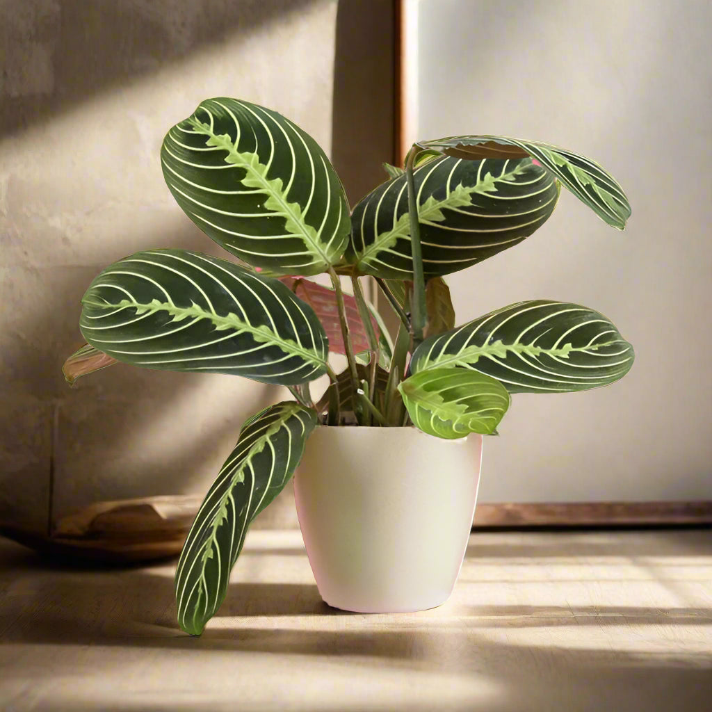 The Lemon Lime Prayer Plant features vibrant lime-green striped leaves that fold at night. Pet-safe and easy to care for, it thrives in medium to bright indirect light and loves humidity. Perfect for hanging baskets, this chill, trailing plant adds tropical charm to any space with minimal effort.