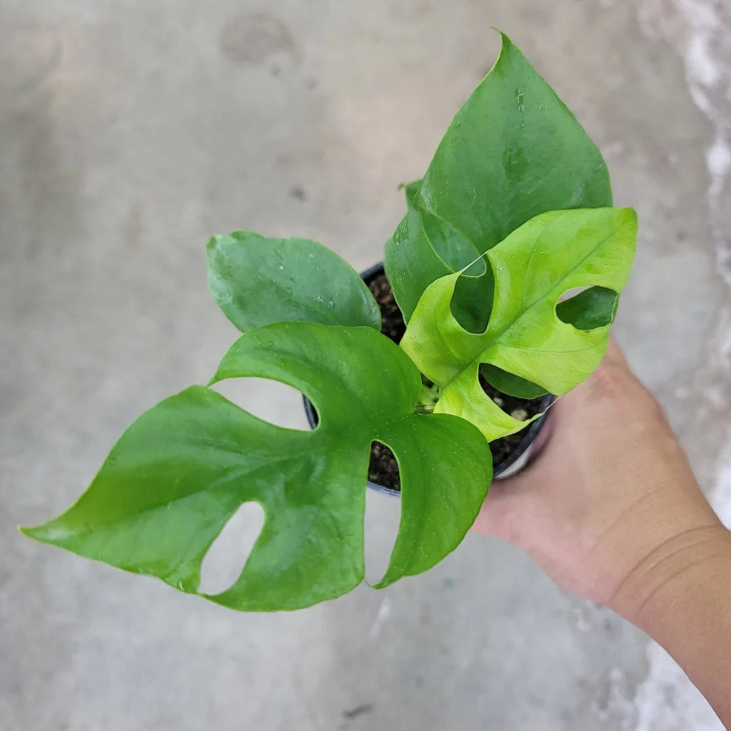 The Mini Monstera (Rhaphidophora tetrasperma), also called Monstera Minima, is a compact tropical plant with fenestrated leaves similar to a Monstera but smaller in size. Perfect for small spaces, it thrives with a trellis or pole for climbing. Easy to care for and fast-growing, it adds lush greenery and texture to any room, making it ideal for plant lovers of all levels.