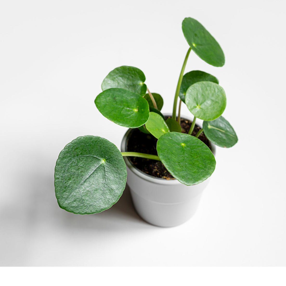 Pilea Peperomioides &