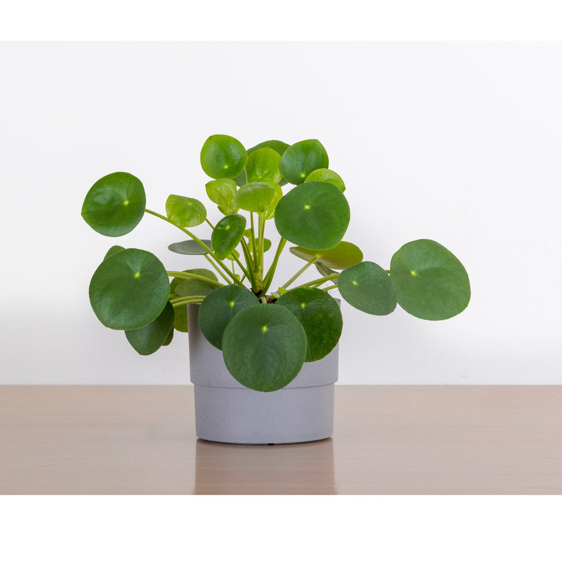 Pilea Peperomioides &