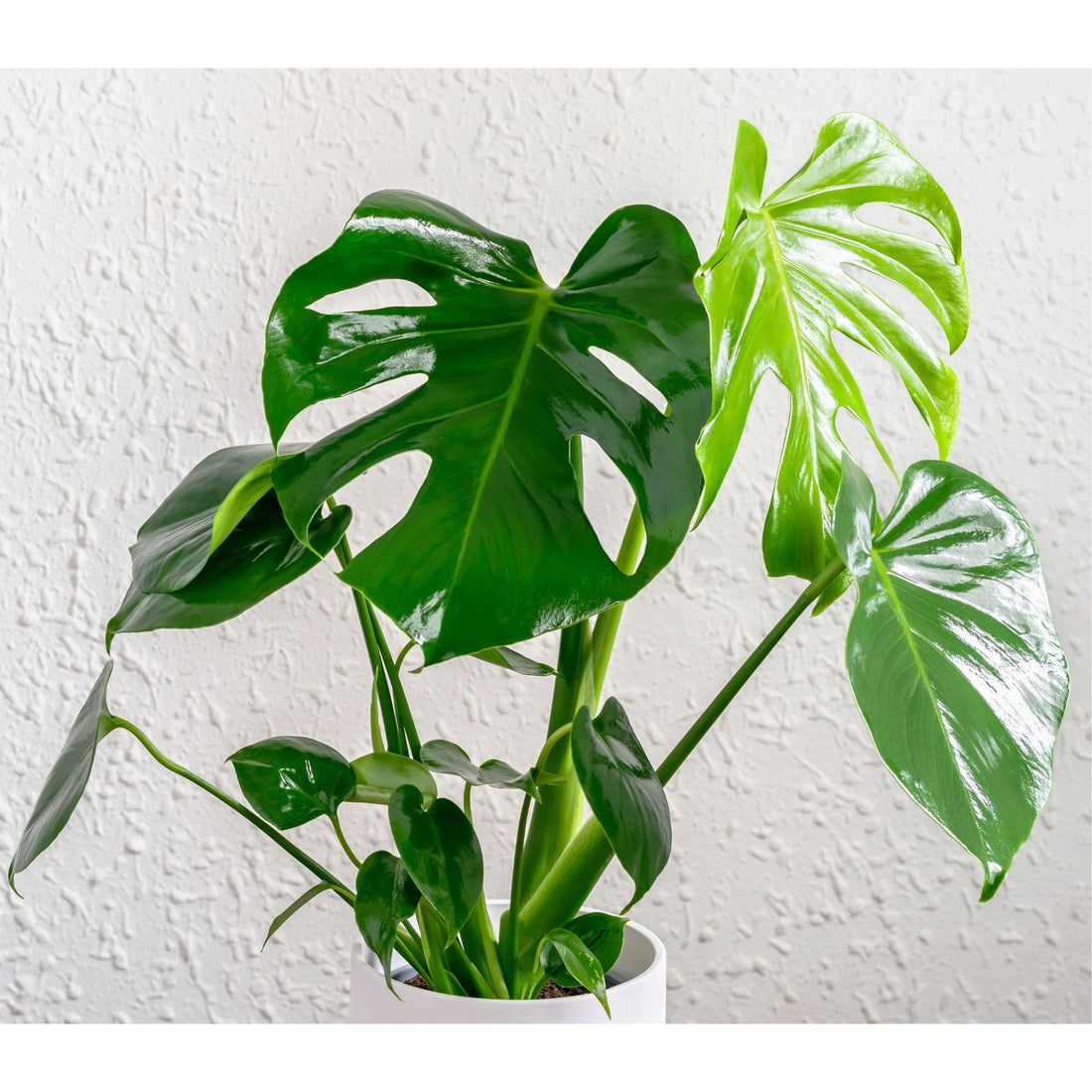 Monstera Deliciosa