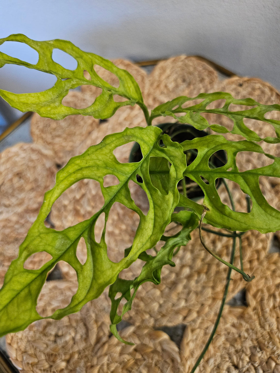 The Monstera obliqua Peru is an ultra-rare plant prized for its delicate, lace-like fenestrated leaves. Native to Central and South America, it thrives in high humidity and well-draining soil. A true collector’s gem, it adds exotic elegance and a bold, tropical vibe to any space. Perfect for plant enthusiasts!