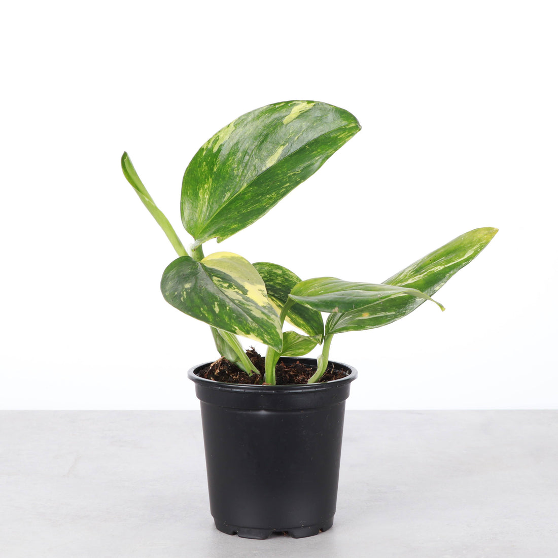 The Monstera Standleyana is a rare climbing plant known for its stunning variegated leaves, featuring splashes of yellow and cream on a dark green background. Thriving in bright, indirect light, this easy-care plant is perfect for collectors looking for a unique addition. Ideal for training on a moss pole or trellis.