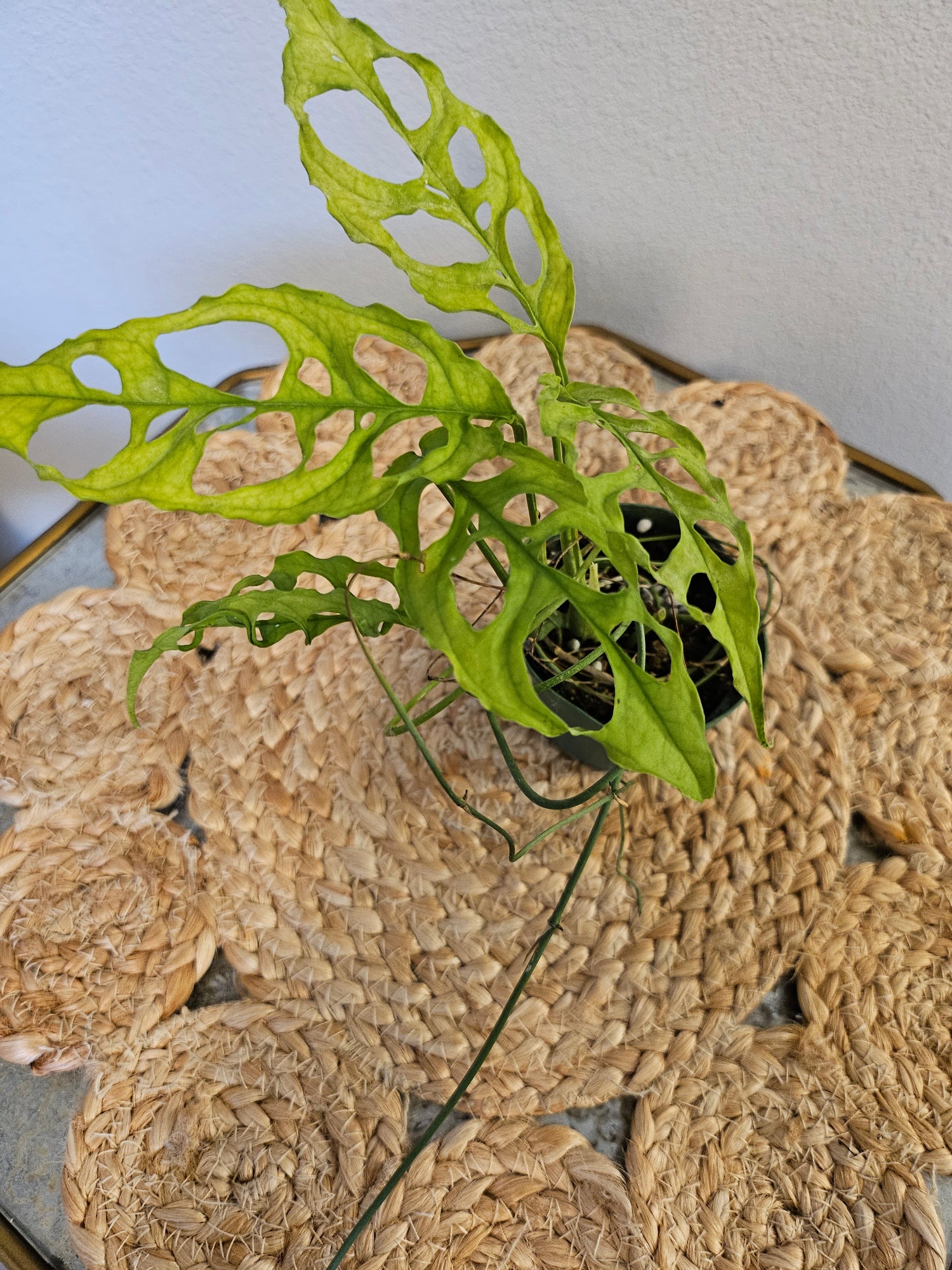 The Monstera obliqua Peru is an ultra-rare plant prized for its delicate, lace-like fenestrated leaves. Native to Central and South America, it thrives in high humidity and well-draining soil. A true collector’s gem, it adds exotic elegance and a bold, tropical vibe to any space. Perfect for plant enthusiasts!