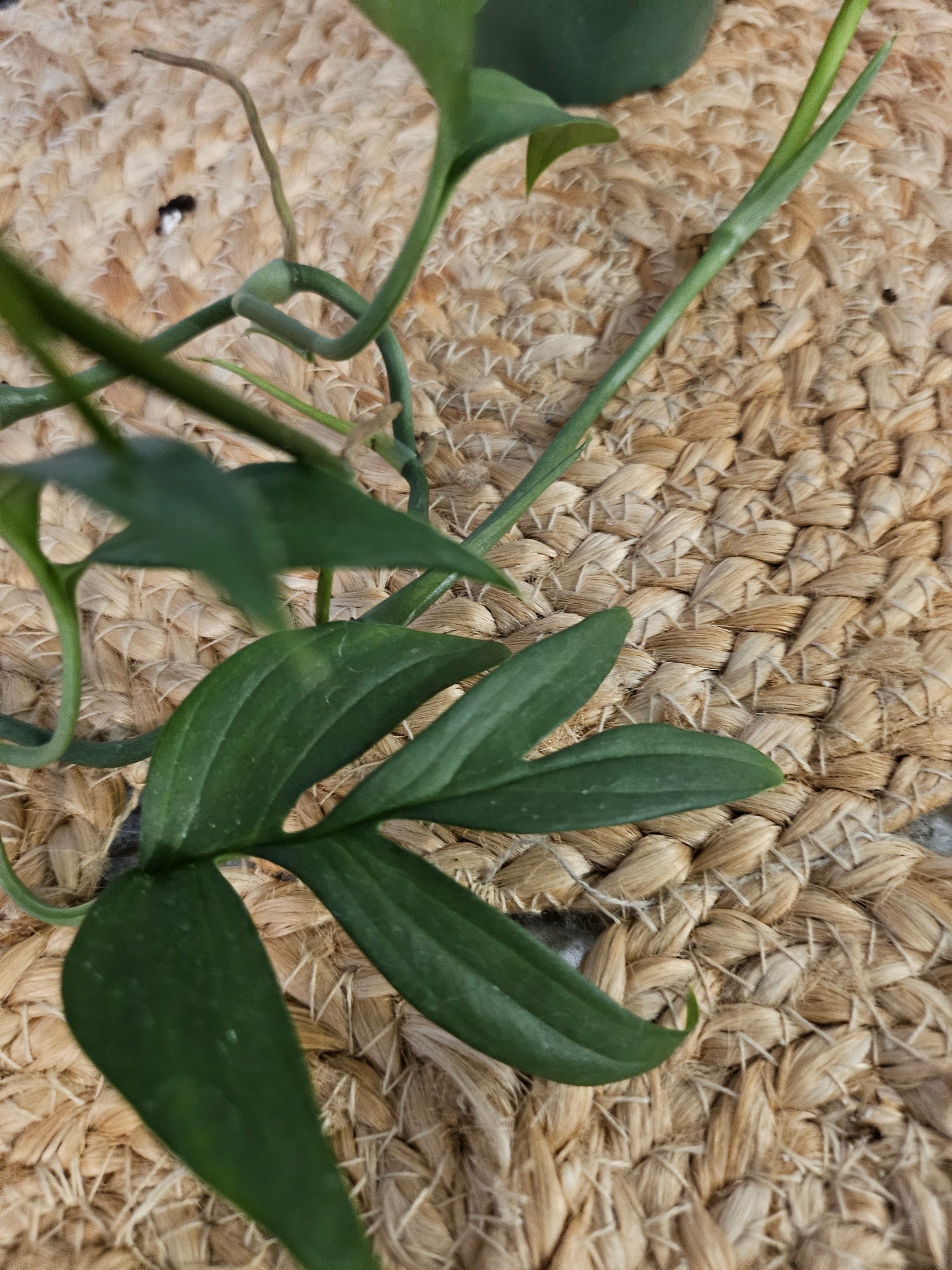 The Monstera subpinnata is a rare tropical plant prized for its elegant, feather-like leaves and sophisticated charm. Its unique, deeply lobed foliage makes it a standout in any collection. Perfect for plant enthusiasts, it thrives in high humidity and adds a graceful, exotic vibe to modern interiors.