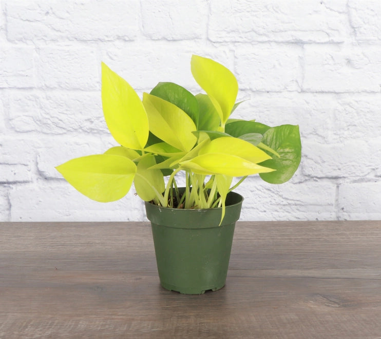 Neon Pothos 3&quot; (Epipremnum aureum)