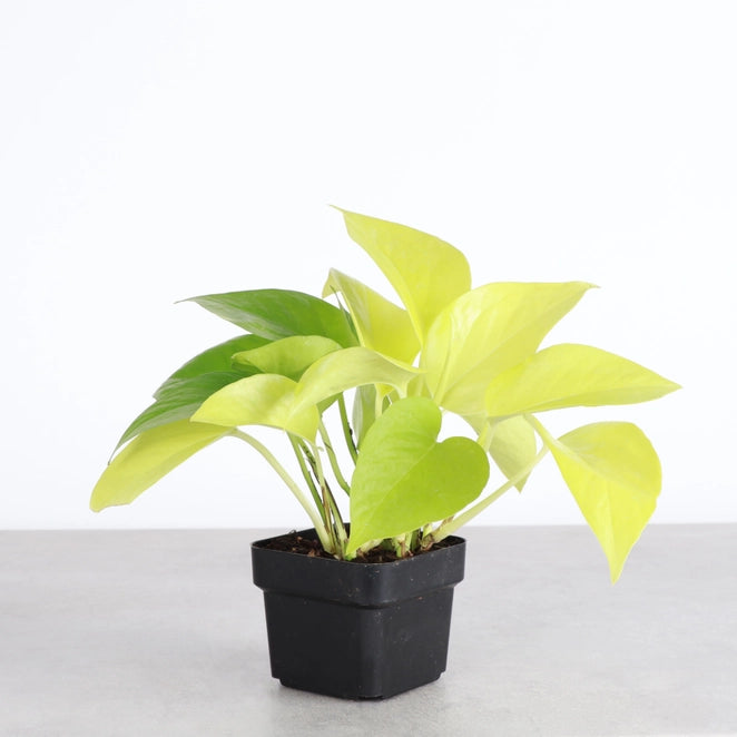 Neon Pothos 3&quot; (Epipremnum aureum)