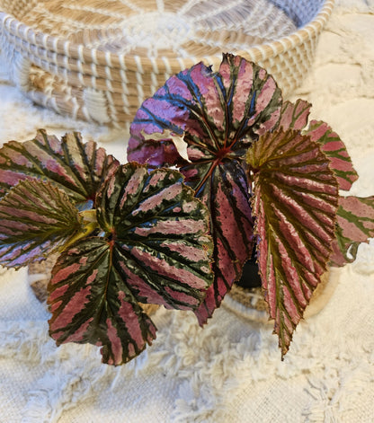 The Painted Leaf Exotica Begonia (Begonia brevirimosa ‘Exotica’) dazzles with bold, metallic pink streaks on lush green foliage, evoking hand-painted artistry. Native to New Guinea’s rainforests, this rare tropical plant thrives in high humidity and indirect light, making it a vibrant, exotic statement for collectors.