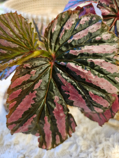 The Painted Leaf Exotica Begonia (Begonia brevirimosa ‘Exotica’) dazzles with bold, metallic pink streaks on lush green foliage, evoking hand-painted artistry. Native to New Guinea’s rainforests, this rare tropical plant thrives in high humidity and indirect light, making it a vibrant, exotic statement for collectors.