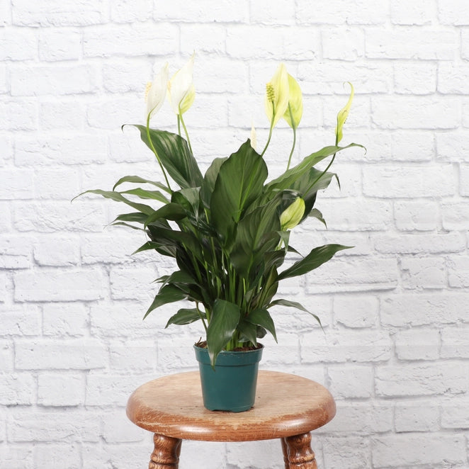 Peace Lily Plant (Spathiphyllum)