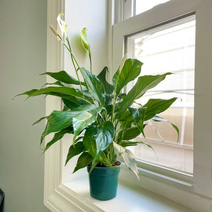 Peace Lily Plant (Spathiphyllum)