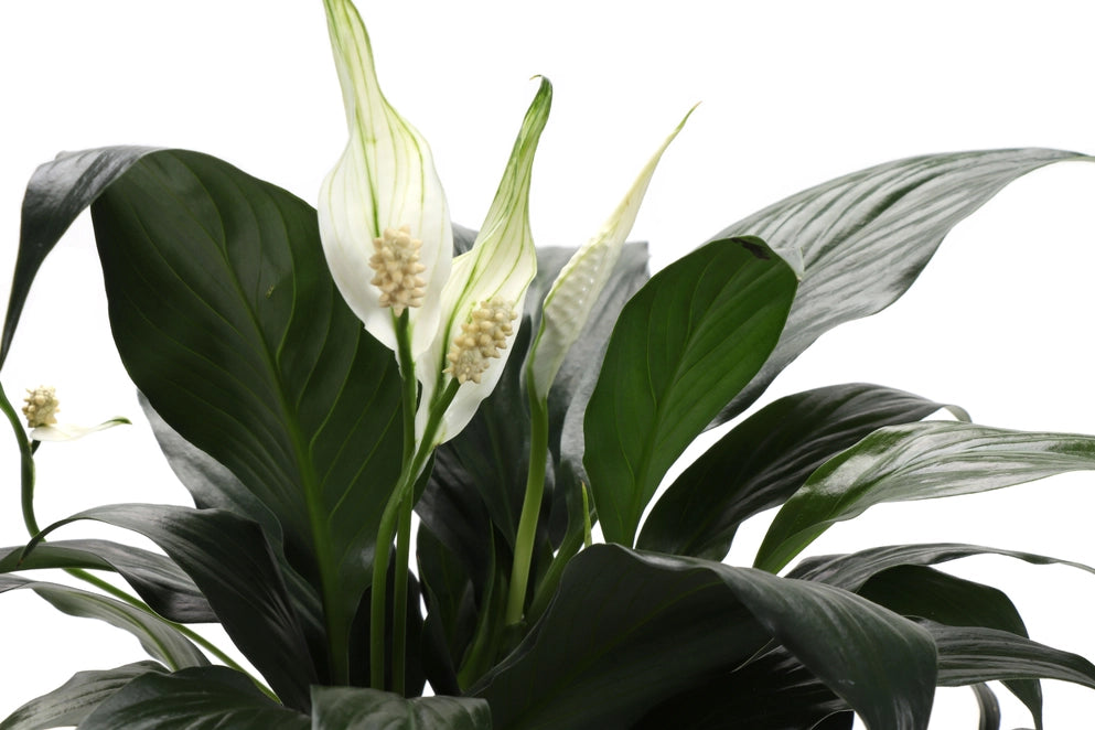 Peace Lily Plant (Spathiphyllum)