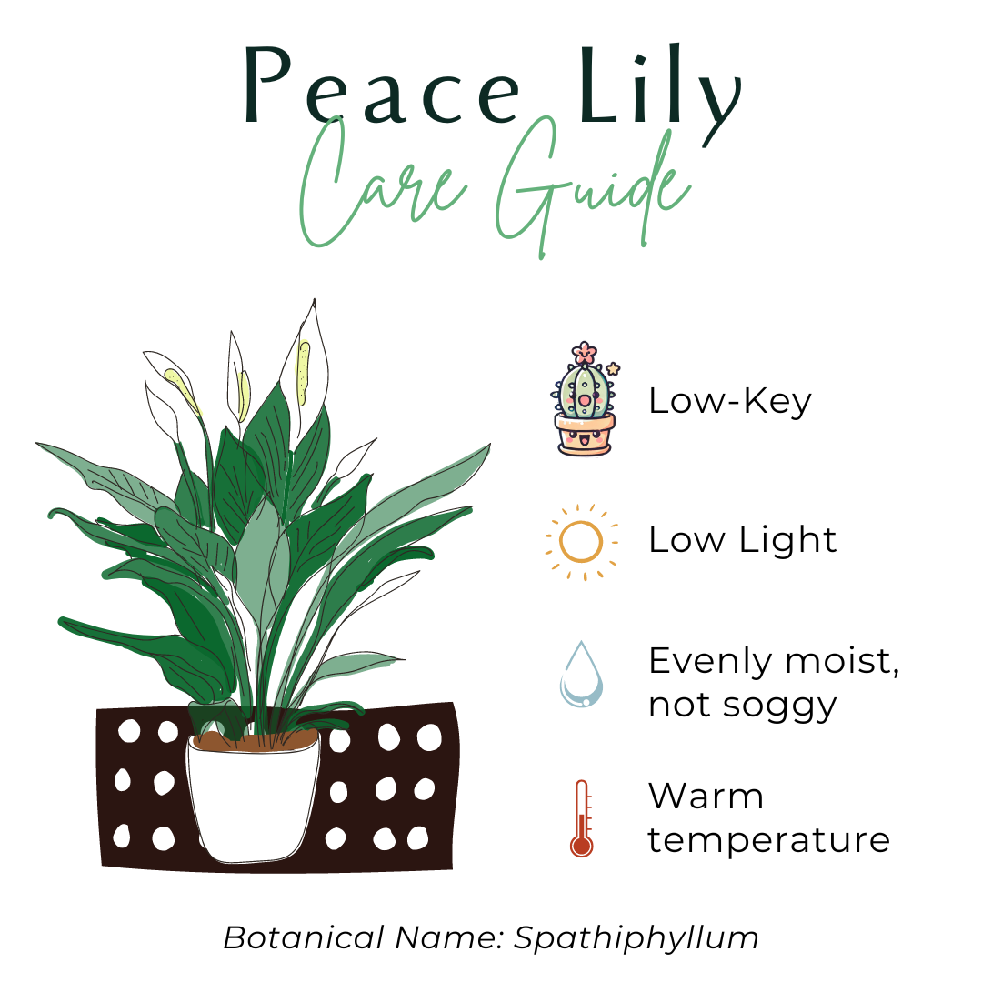 Peace Lily Plant (Spathiphyllum)