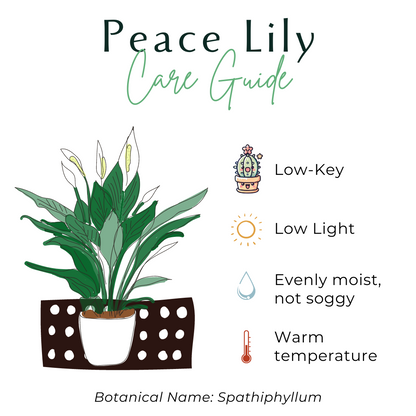 Peace Lily Plant (Spathiphyllum)