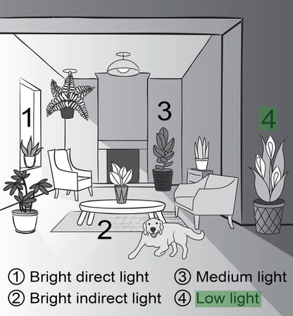 Peace Lily Plant (Spathiphyllum)