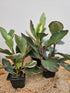 The Peperomia Ginny (Peperomia clusiifolia &