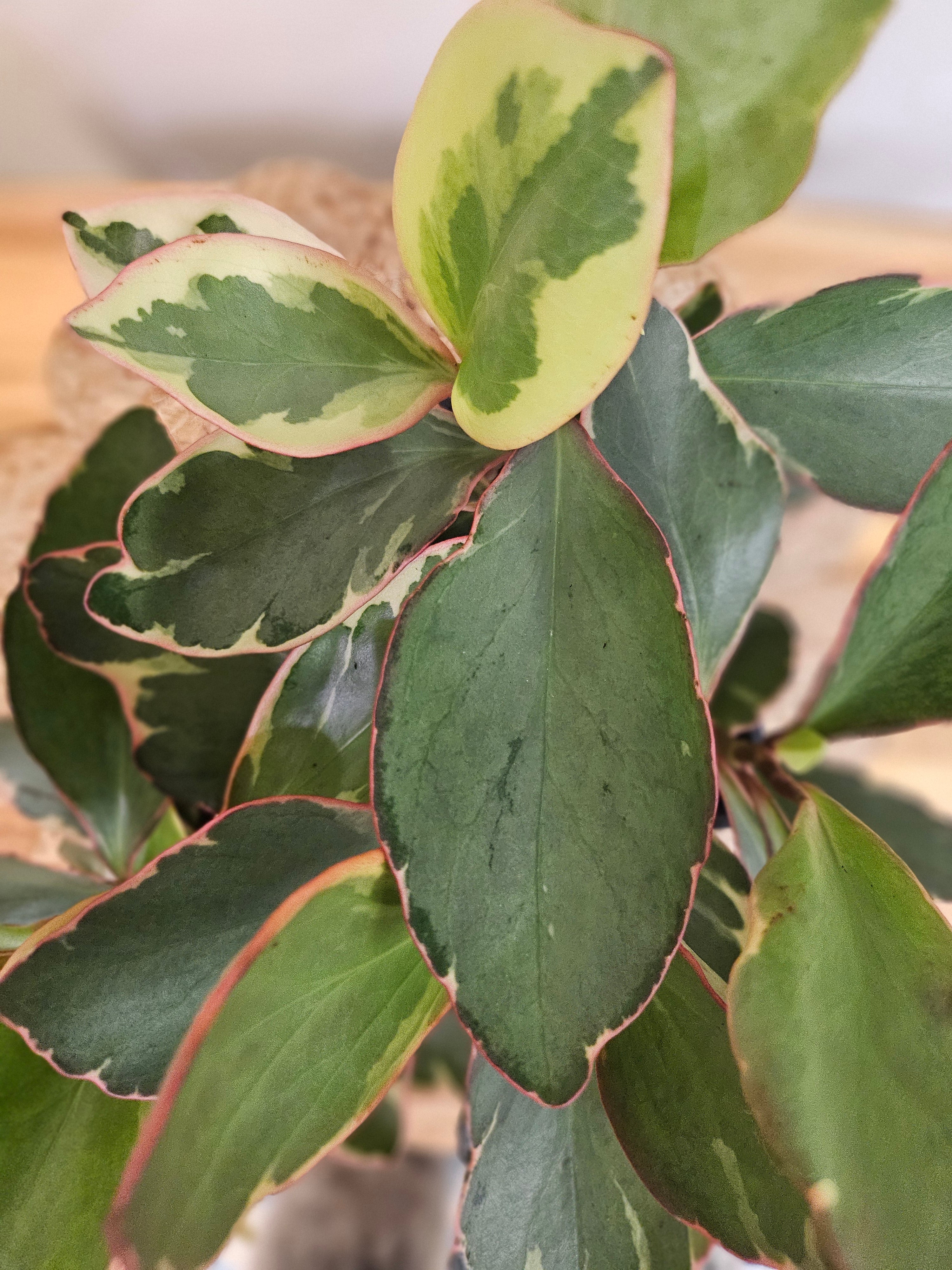 Peperomia, is a compact houseplant with vibrant green leaves edged in white and pink. Thriving in bright, indirect light, it requires moderate watering and humidity. Non-toxic and easy to care for.