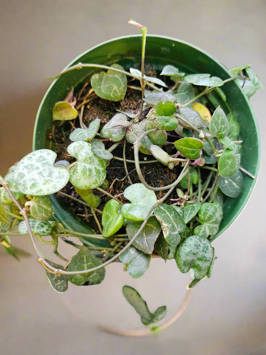 The Peperomia prostrata, or String of Turtles, is a slow-growing trailing plant with small, round leaves resembling turtle shells. Ideal for hanging baskets or terrariums, it thrives in bright, indirect light and moderate humidity. Easy to care for, it needs well-draining soil and partial drying between waterings. 