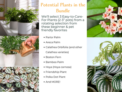 The Pet-Safe Beginner’s Plant Bundle is the perfect way to start your indoor garden without compromising your pet’s safety. Whether you’re a new plant parent or gifting to a pet lover, this bundle is a thoughtful and worry-free way to bring greenery home!