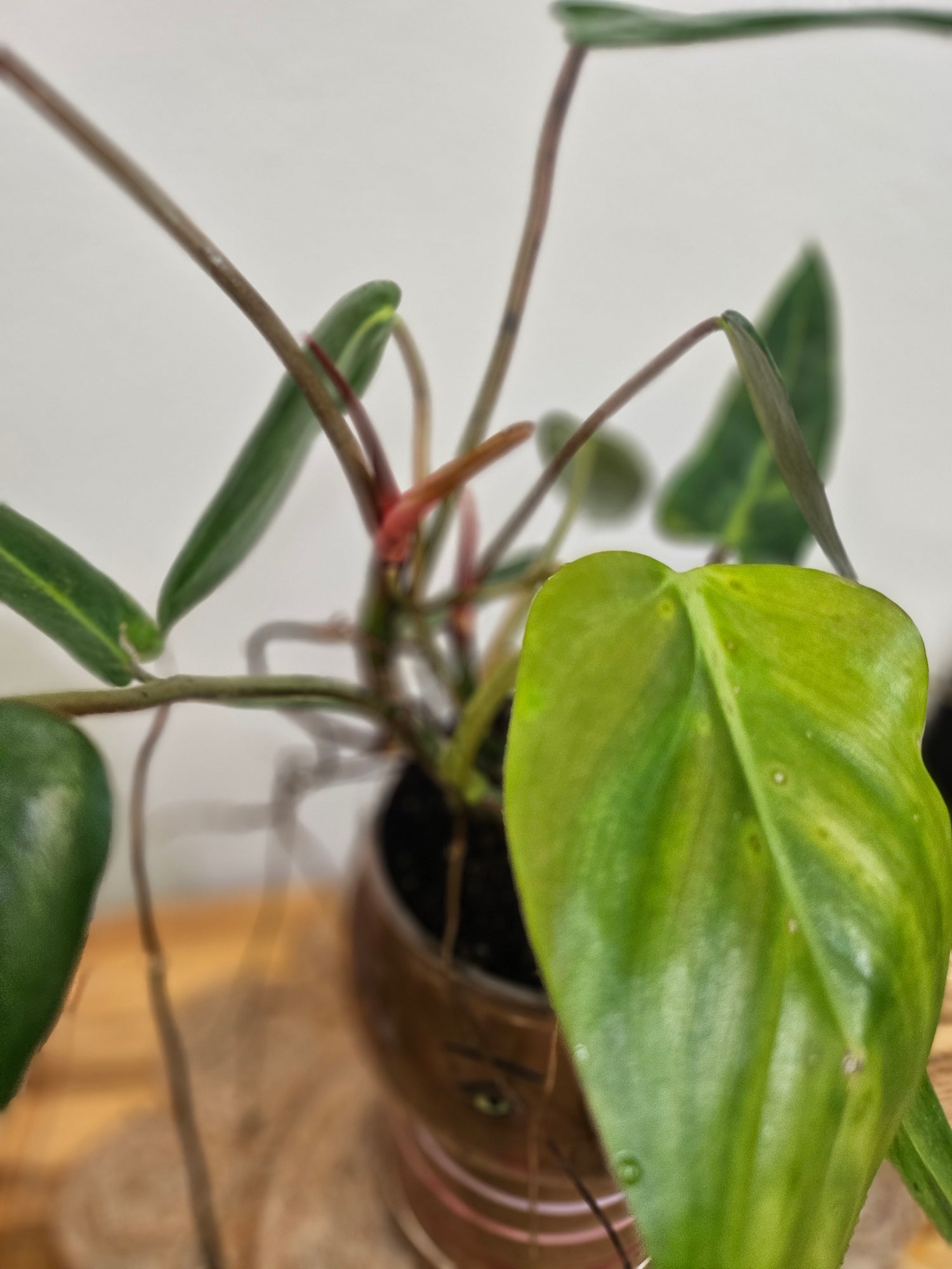 Philodendron Bernardopazii is a rare tropical climber prized for its glossy, heart-shaped leaves with striking white and red veins. Native to Brazil, its limited habitat, slow growth, and scarcity in the market make it highly sought after. Perfect for collectors seeking unique, exotic foliage.