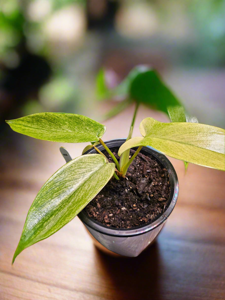 The Philodendron Florida Ghost Mint is a rare tropical plant known for its stunning mint-green leaves that mature to deeper shades. Easy to care for, it thrives in bright, indirect light, high humidity, and well-draining soil. Perfect for plant lovers seeking a unique, eye-catching addition to their indoor jungle.