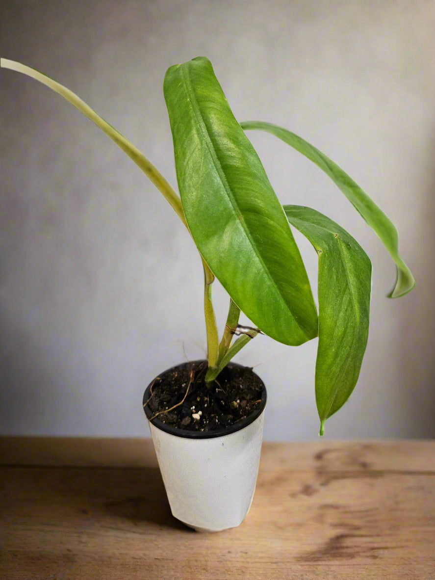 Philodendron NOID is a mysterious tropical plant with sleek, elongated green leaves and upright growth. Easy-care and adaptable, it thrives in bright, indirect light and adds jungle vibes to any space. Perfect for plant lovers seeking a unique and stylish addition to their indoor garden.