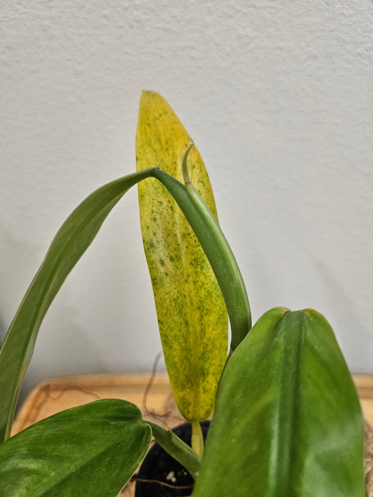 Philodendron NOID is a mysterious tropical plant with sleek, elongated green leaves and upright growth. Easy-care and adaptable, it thrives in bright, indirect light and adds jungle vibes to any space. Perfect for plant lovers seeking a unique and stylish addition to their indoor garden.