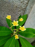 Plumeria, also known as frangipani, is a tropical flowering plant prized for its fragrant blooms and vibrant colors. Ideal for warm climates, it thrives in full sun and well-drained soil. Popular in leis and gardens, plumeria adds an exotic touch to landscapes, patios, and balconies with minimal care.