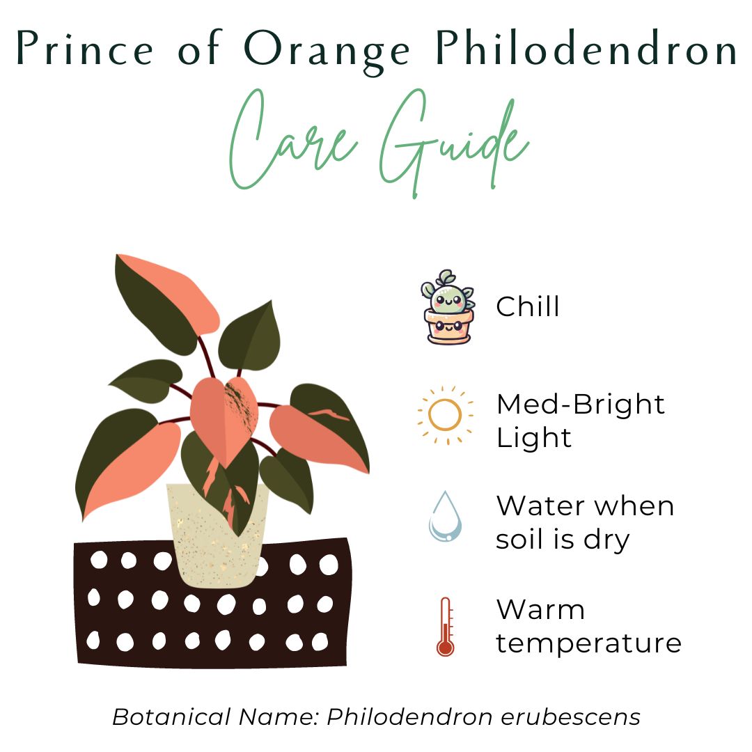 The Prince of Orange Philodendron is a vibrant, easy-care houseplant known for its color-changing leaves that transition from neon yellow-orange to copper and finally bright green. Thriving in bright to medium indirect light, it&