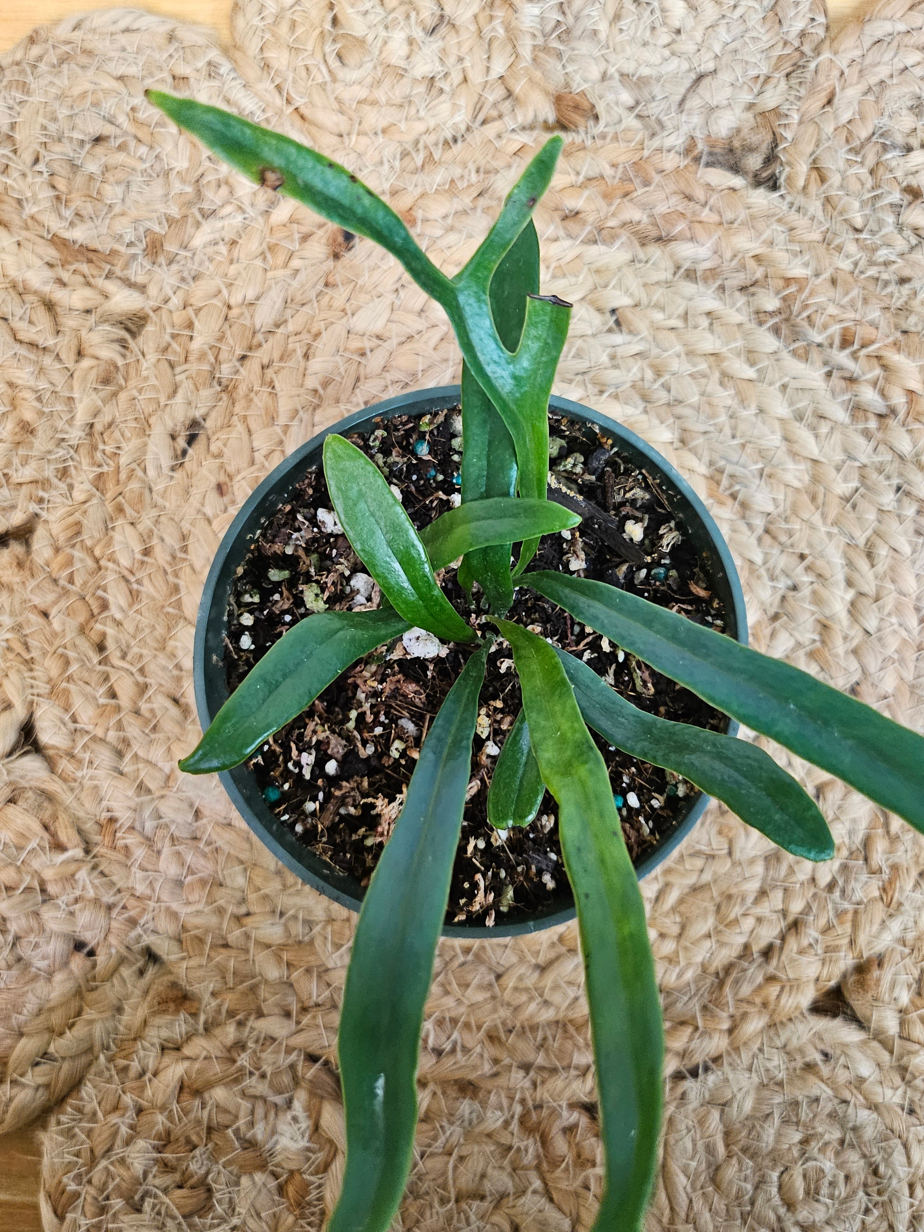 The Blue Oil Fern (Microsorum thailandicum) is a rare tropical beauty from Thailand, known for its shimmering, iridescent fronds that shift between blue and green. Ideal for low to medium indirect light, it thrives in high humidity and makes a stunning addition to terrariums or indoor spaces, adding exotic, low-maintenance charm.