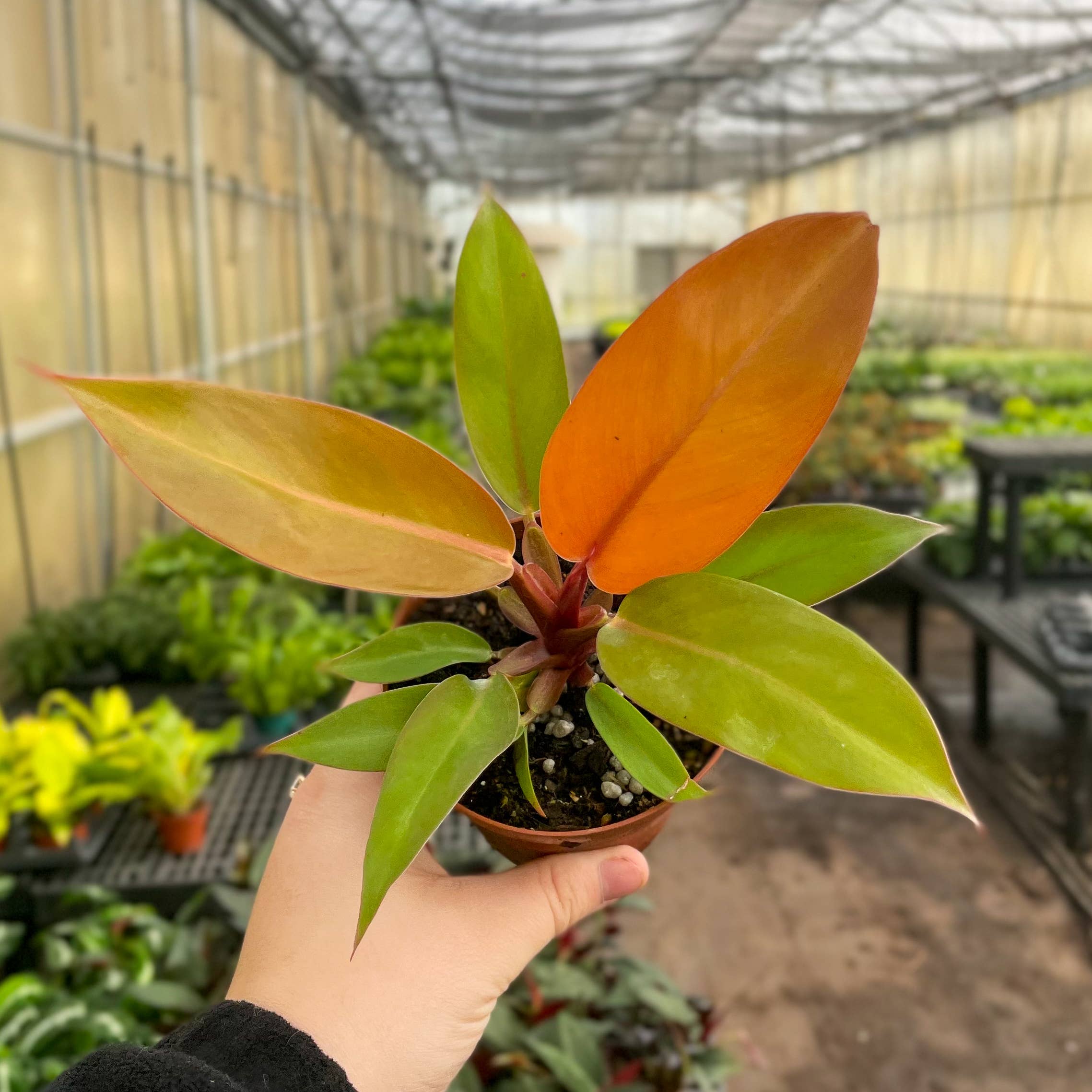 The Prince of Orange Philodendron is a vibrant, easy-care houseplant known for its color-changing leaves that transition from neon yellow-orange to copper and finally bright green. Thriving in bright to medium indirect light, it&