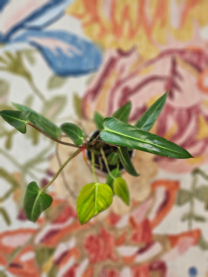 Philodendron Bernardopazii is a rare tropical climber prized for its glossy, heart-shaped leaves with striking white and red veins. Native to Brazil, its limited habitat, slow growth, and scarcity in the market make it highly sought after. Perfect for collectors seeking unique, exotic foliage.