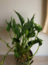 The rare Pothos &