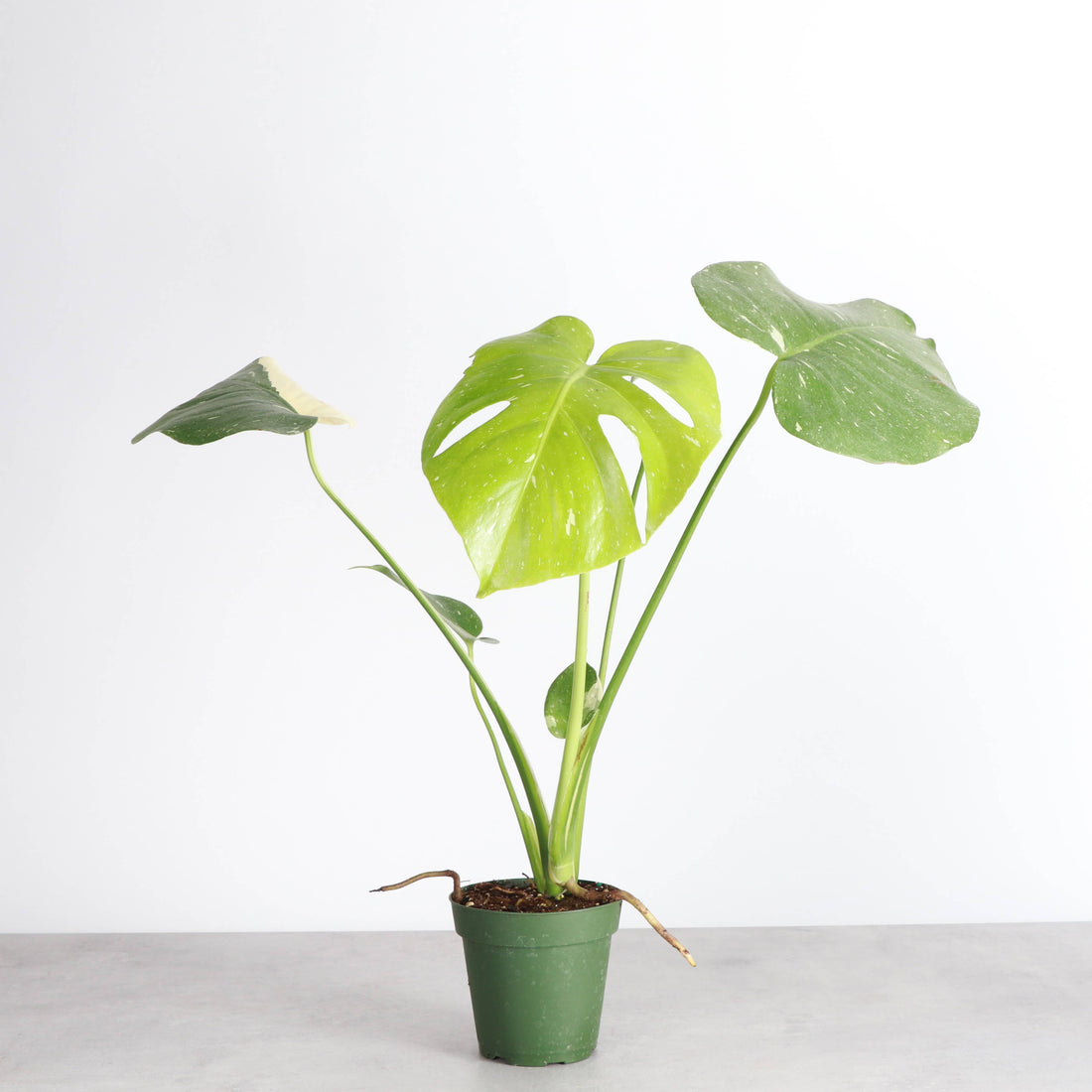 The Monstera Deliciosa Thai Constellation is a rare, highly coveted plant known for its stunning white and cream variegated leaves. Thriving in medium to bright indirect light, this easy-care beauty adds elegance to any space. Each unique leaf has heart-shaped patterns, and brighter light boosts variegation.