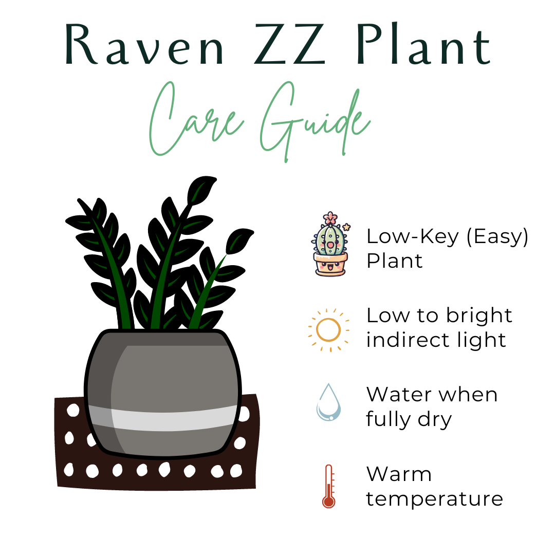 Raven ZZ 8&quot; Plant (Zamioculcas zamiifolia)