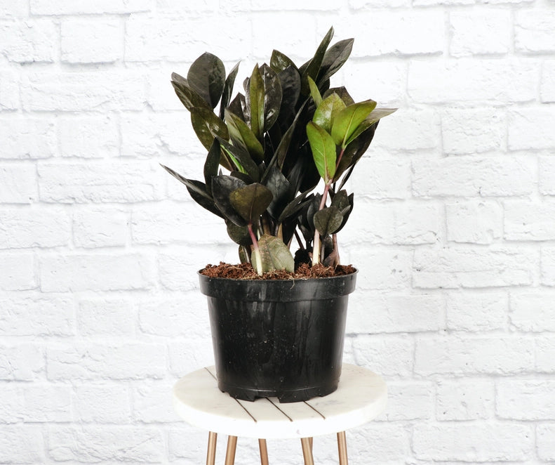 Raven ZZ 8&quot; Plant (Zamioculcas zamiifolia)