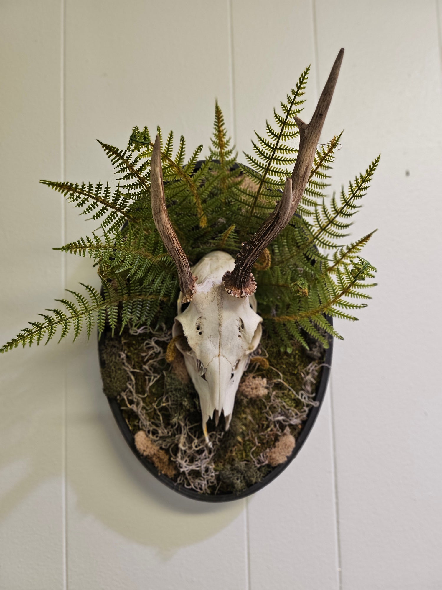 Reclamation: Roe Deer Skull I &amp; II are 14&quot; x 9&quot; preserved mixed-media moss art pieces featuring roe deer skulls set against vibrant moss and ferns. Encased in black oval frames, these striking artworks symbolize life, death, and renewal. Low-maintenance and perfect for modern spaces.