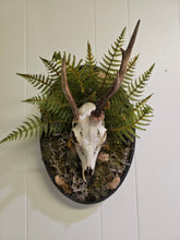 Reclamation: Roe Deer Skull I & II are 14" x 9" preserved mixed-media moss art pieces featuring roe deer skulls set against vibrant moss and ferns. Encased in black oval frames, these striking artworks symbolize life, death, and renewal. Low-maintenance and perfect for modern spaces.