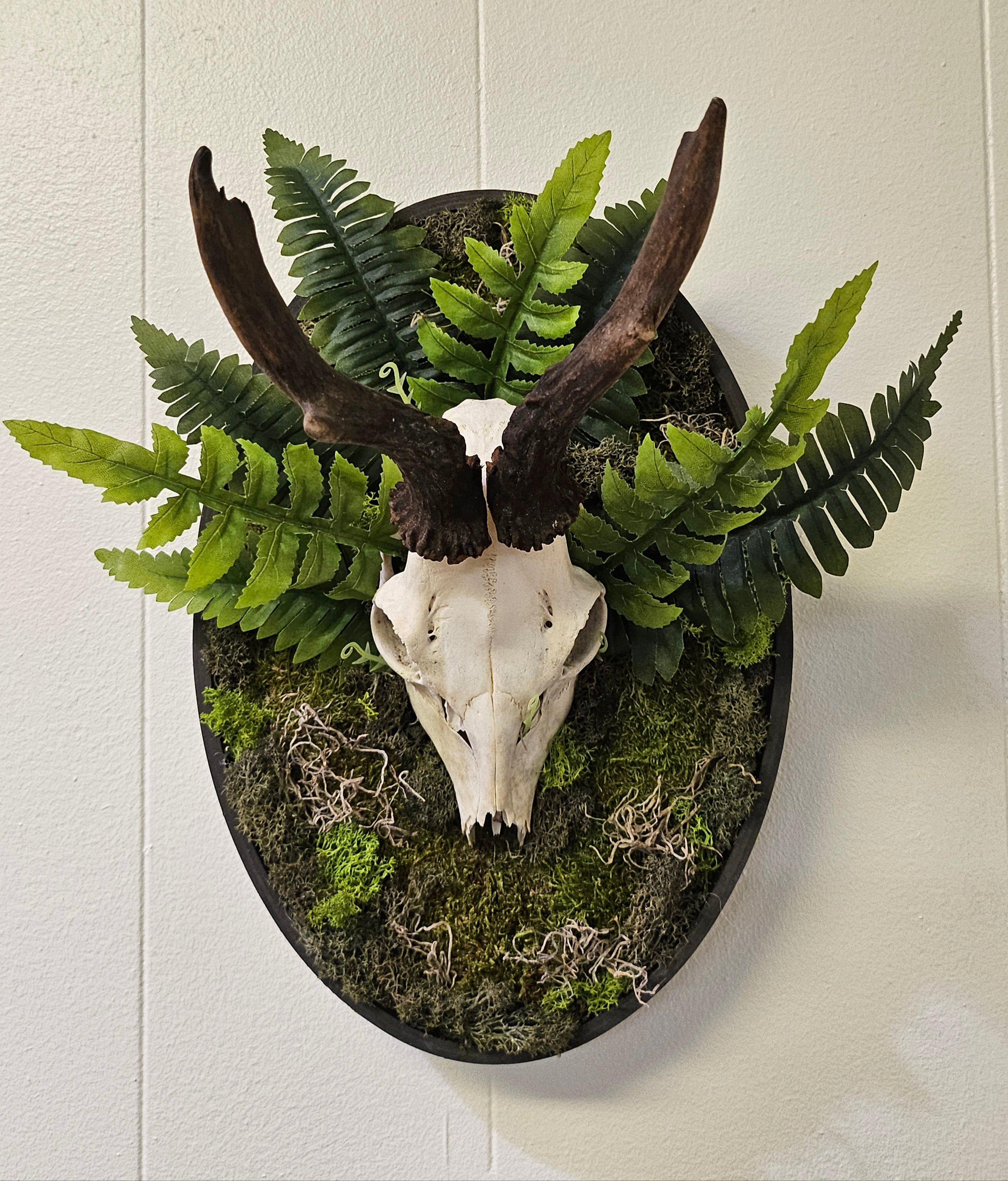 Reclamation: Roe Deer Skull I &amp; II are 14&quot; x 9&quot; preserved mixed-media moss art pieces featuring roe deer skulls set against vibrant moss and ferns. Encased in black oval frames, these striking artworks symbolize life, death, and renewal. Low-maintenance and perfect for modern spaces.