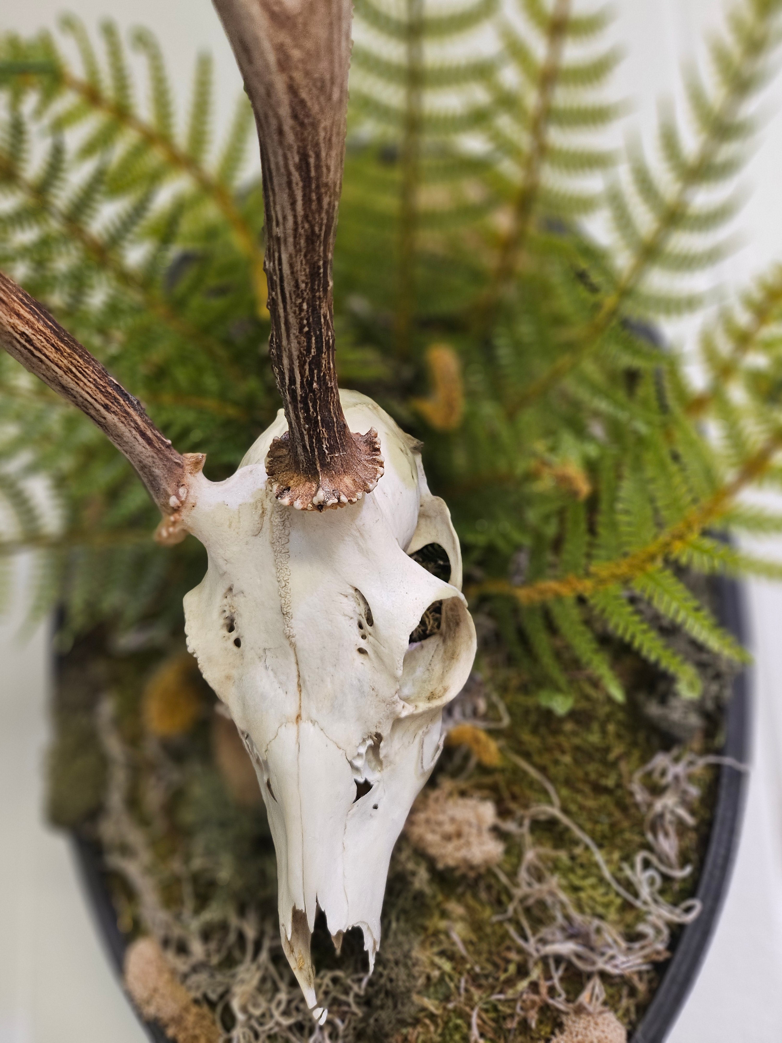 Reclamation: Roe Deer Skull I &amp; II are 14&quot; x 9&quot; preserved mixed-media moss art pieces featuring roe deer skulls set against vibrant moss and ferns. Encased in black oval frames, these striking artworks symbolize life, death, and renewal. Low-maintenance and perfect for modern spaces.