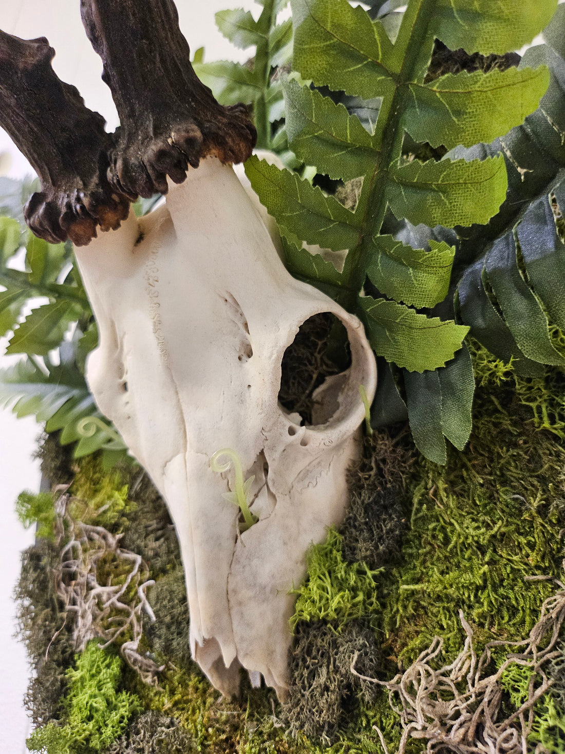 Reclamation: Roe Deer Skull I &amp; II are 14&quot; x 9&quot; preserved mixed-media moss art pieces featuring roe deer skulls set against vibrant moss and ferns. Encased in black oval frames, these striking artworks symbolize life, death, and renewal. Low-maintenance and perfect for modern spaces.